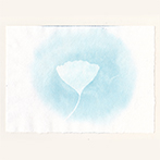 Thumbnail image. Thumbnail Image. Photos Displayed in a Tokonoma Alcove. Ginkgo